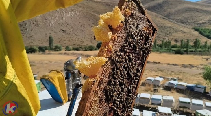 برداشت طلای شیرین از زنبورستان‌های دهگلان آغاز شد