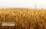 دولت با گندمکاران تا پایان شهریور تسویه می‌کند