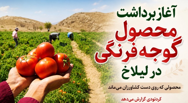 محصولی که روی دست کشاورزان می‌ماند