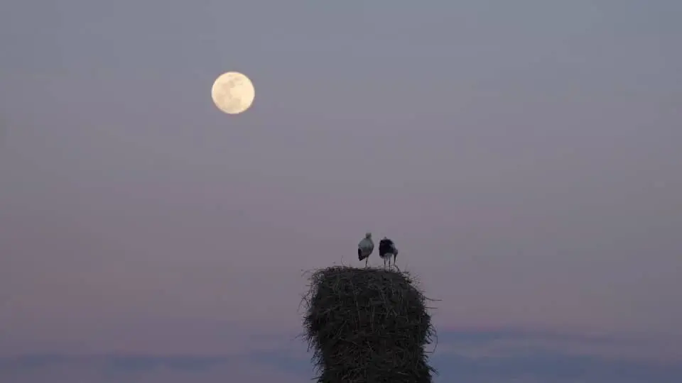 خانه‌ای برای لک‌لک‌ها» آماده نمایش شد