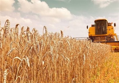 سردرگمی در آمار گندم؛ 14 میلیون تن تولید یا 8.5 میلیون تن خرید؟