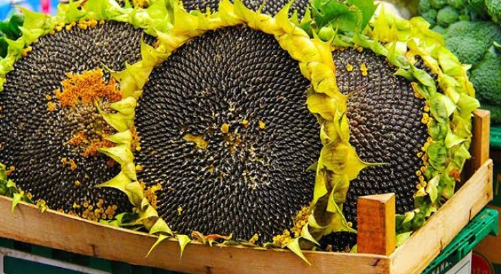 آفتابگردان‌های طلایی، روایت رونق در دل کم‌آبی