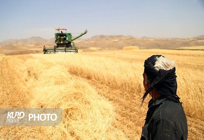 قربانی تأخیر در تأمین اعتبار/چرا سازمان مدیریت پاسخ روشنی برای میلیاردها تومان طلب کشاورزان ندارد؟ ادامه
