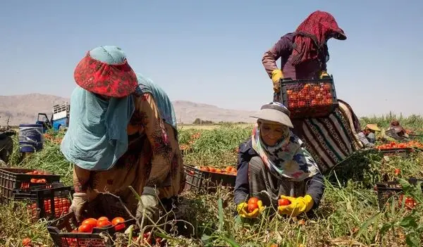زندگی سخت زنان کارگر فصلی/ خانم‌ها پشت وانت می‌نشینند و برای کار به مزارع می‌روند