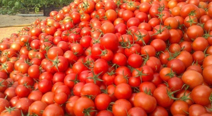 سرخی گوجه بر پهنه سبز دشت لیلاخ نشست