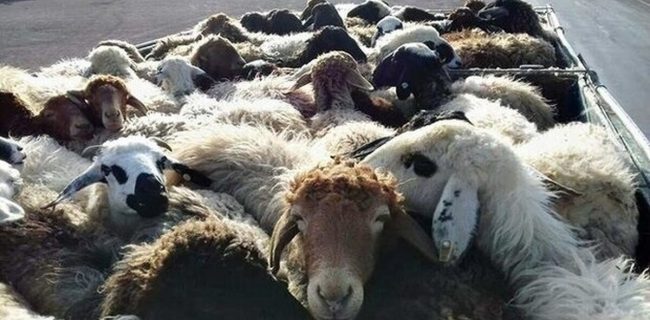 ناکام ماندن تلاش قاچاقچیان برای انتقال ۲۷۰ رأس احشام از مرز مریوان