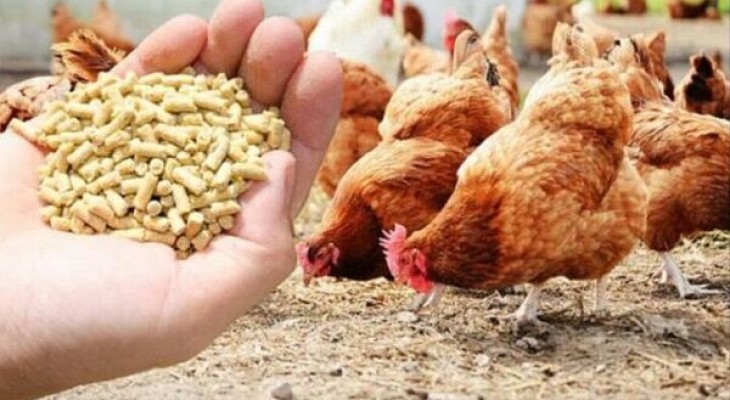 حمایت از مرغداران کردستان به کجا رسید؟